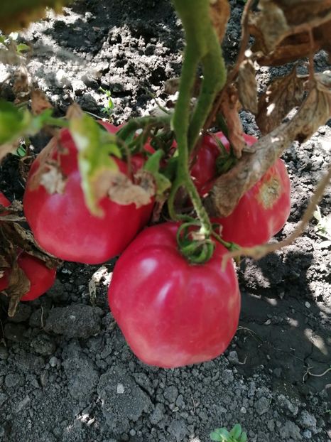  - Gradina cu legume-2017-acasa recolte 2018 - 2023