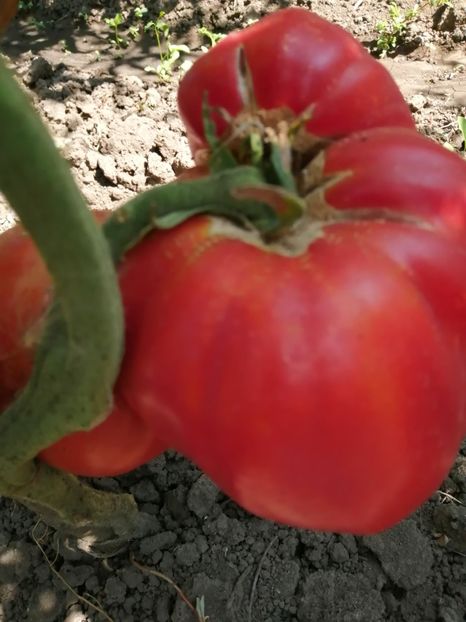  - Gradina cu legume-2017-acasa recolte 2018 - 2023