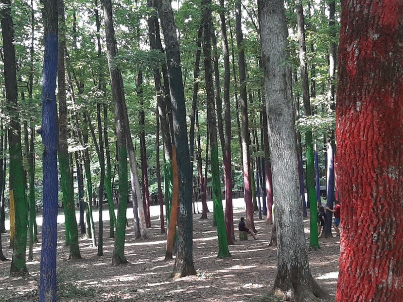  - Pădurea colorată