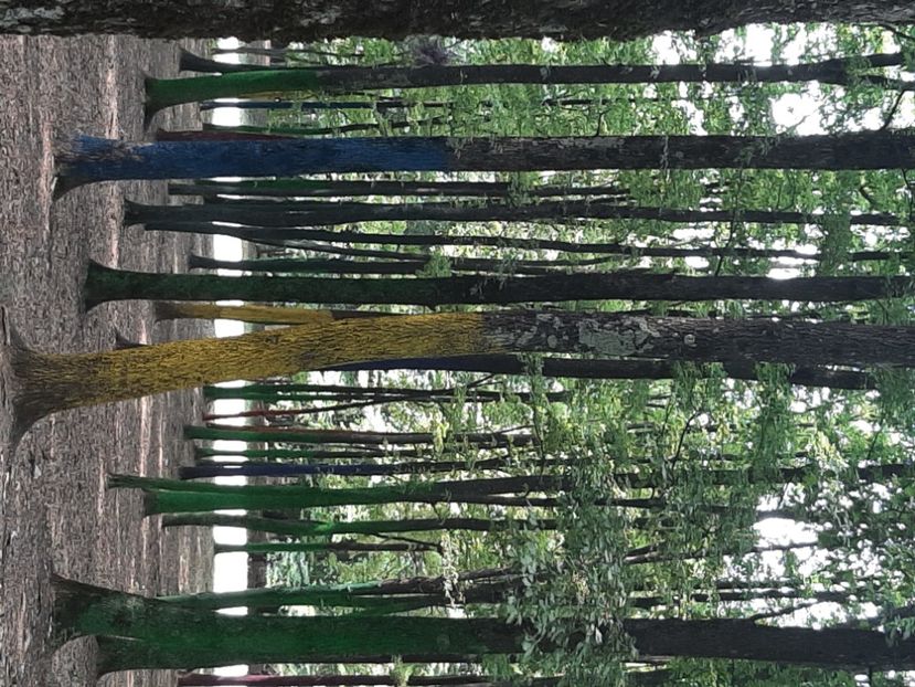  - Pădurea colorată