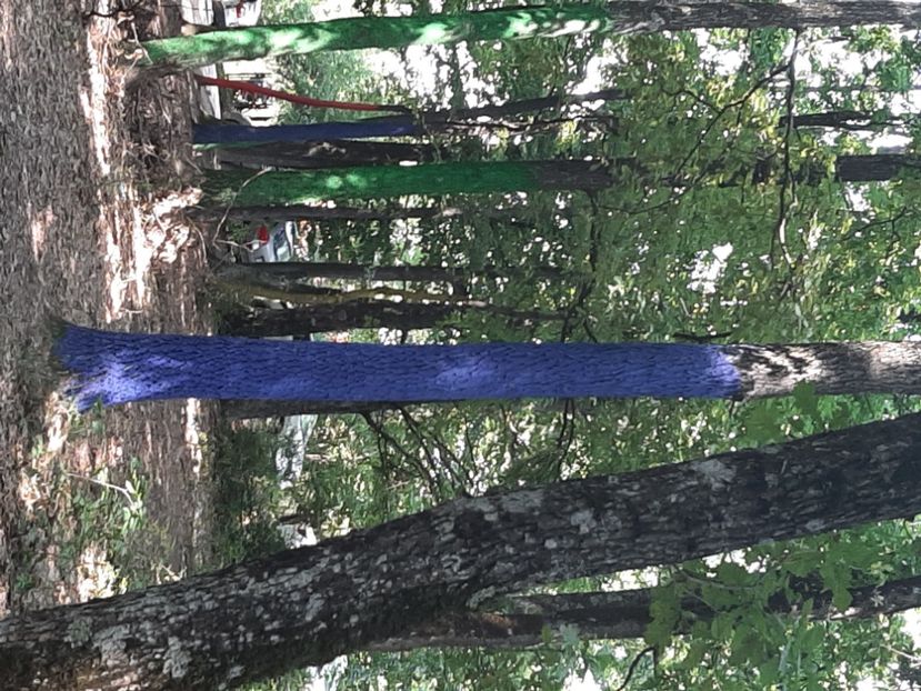  - Pădurea colorată