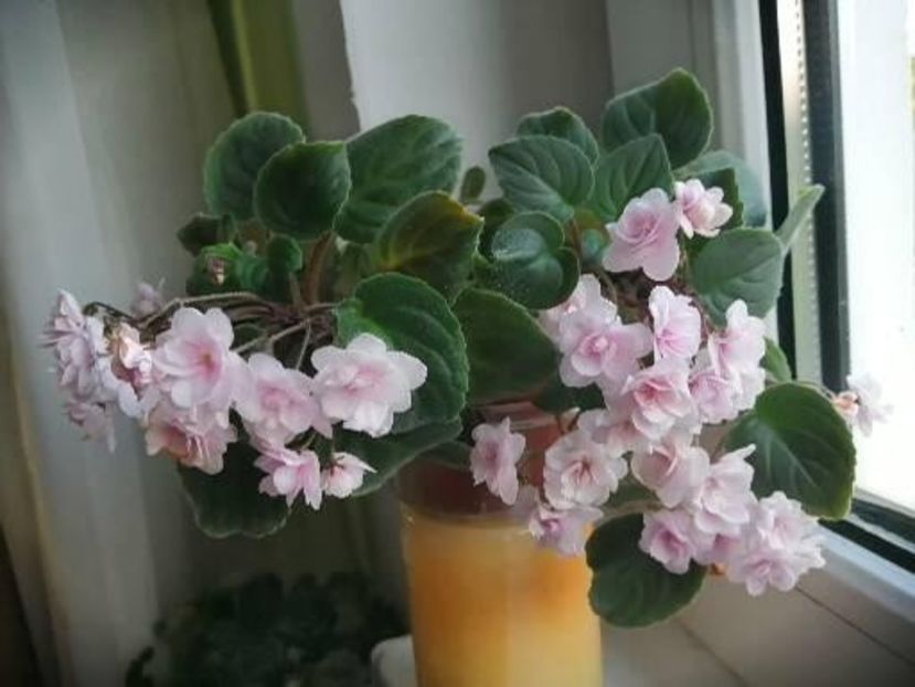  - Rob-s Vanilla Trail