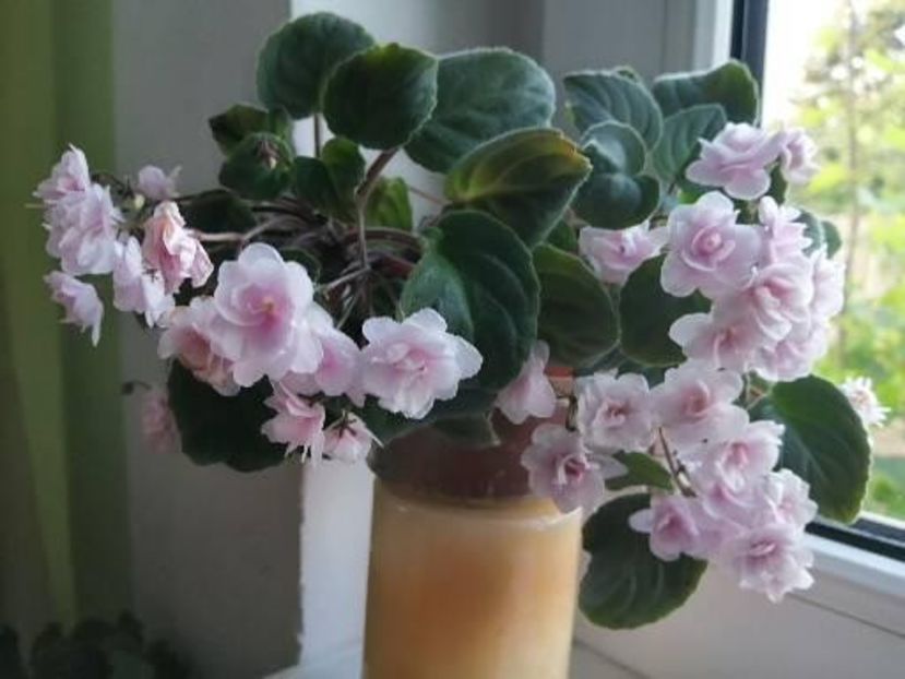  - Rob-s Vanilla Trail