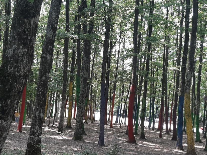  - Pădurea colorată de la Poenari