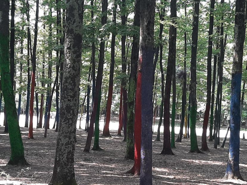  - Pădurea colorată de la Poenari