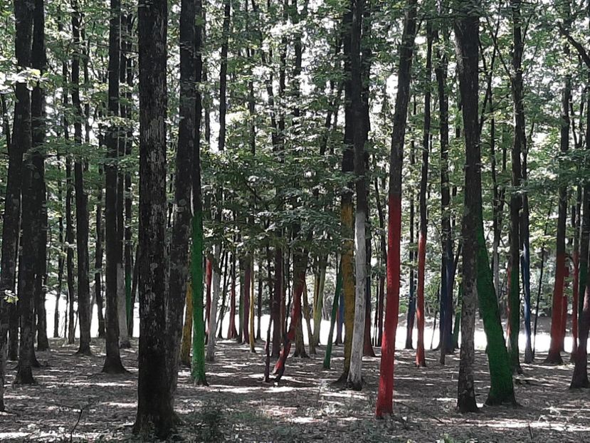  - Pădurea colorată de la Poenari
