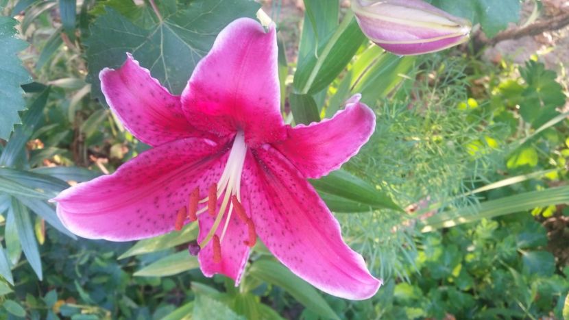 2021-07-18 19.43.54 - Flori si copii blanosi