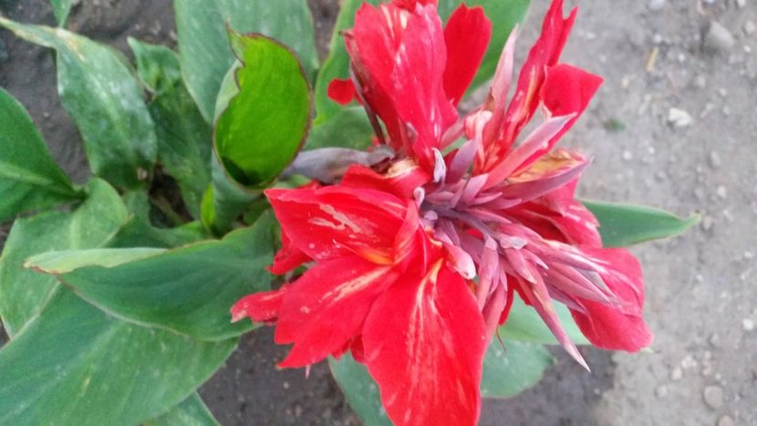 2021-07-20 21.03.01 - Flori si copii blanosi