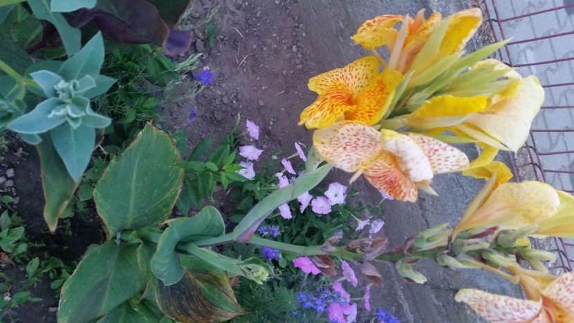 2021-07-20 21.03.41 - Flori si copii blanosi