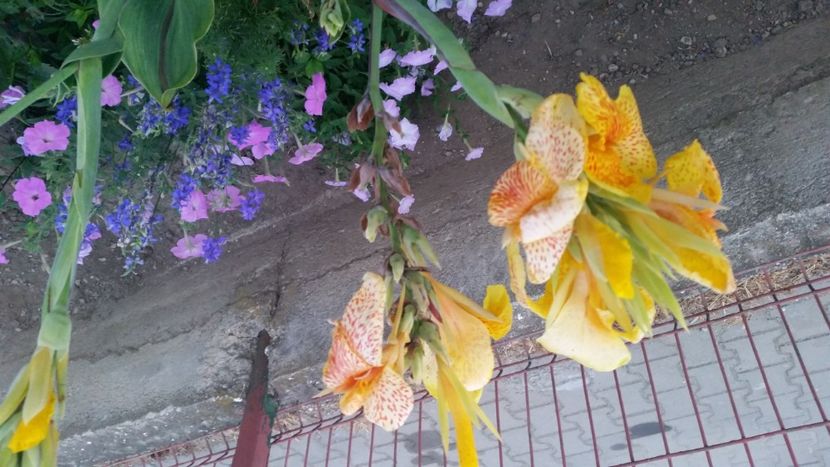 2021-07-20 21.03.51 - Flori si copii blanosi