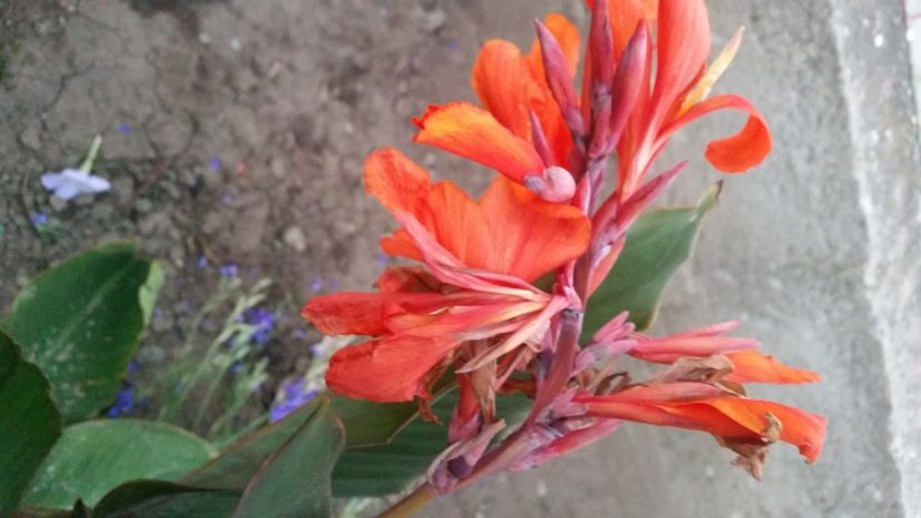 2021-07-20 21.04.01 - Flori si copii blanosi