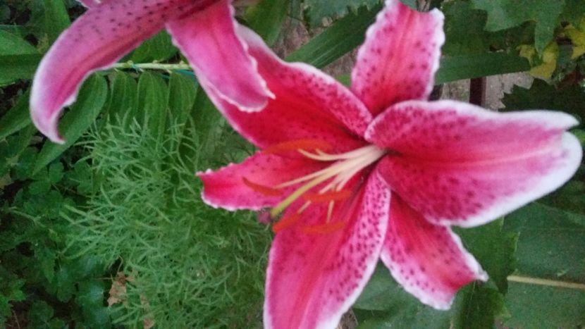 2021-07-20 21.05.35 - Flori si copii blanosi