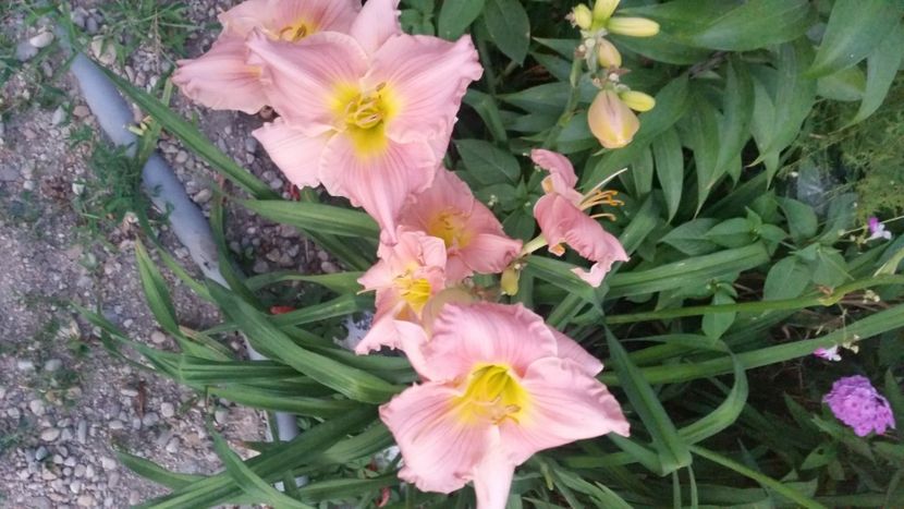 2021-07-20 21.06.41 - Flori si copii blanosi