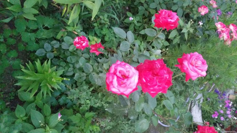 2021-07-20 21.07.11 - Flori si copii blanosi