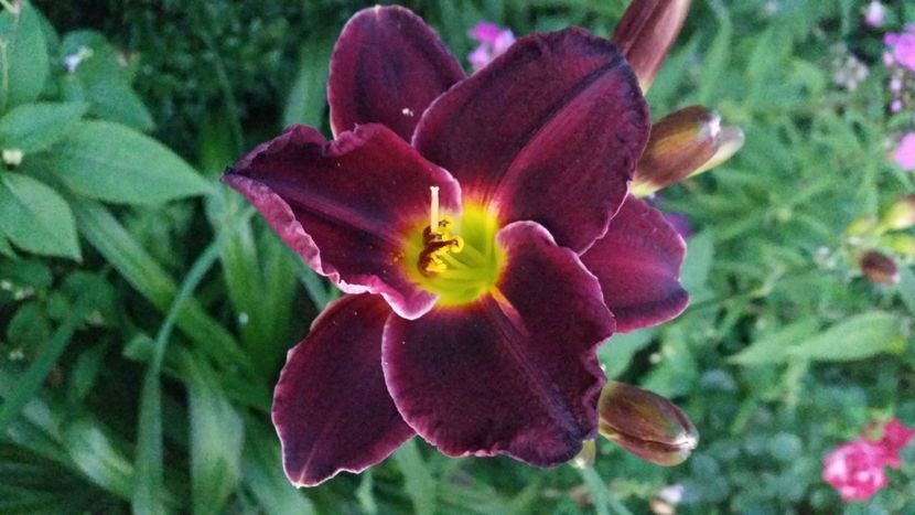 2021-07-20 21.09.06 - Flori si copii blanosi