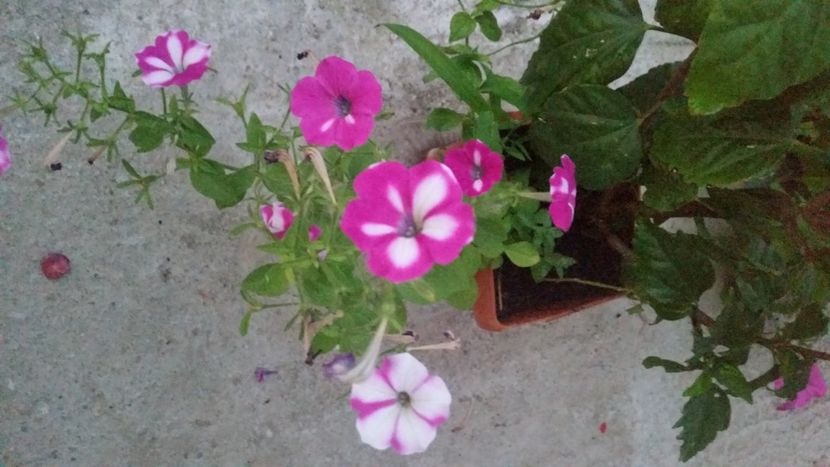 2021-07-20 21.10.24 - Flori si copii blanosi