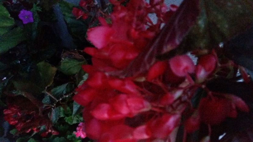 2021-07-20 21.12.05 - Flori si copii blanosi