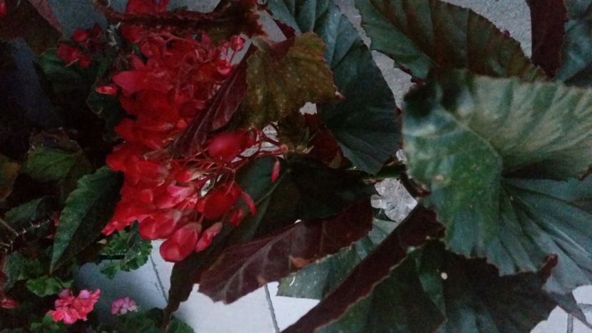 2021-07-20 21.12.17 - Flori si copii blanosi