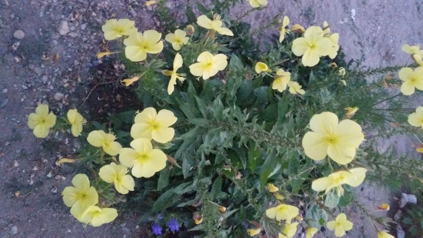 2021-07-20 21.15.17 - Flori si copii blanosi