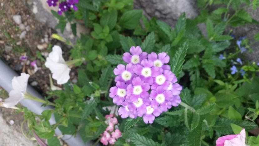 2021-07-22 07.59.12 - Flori si copii blanosi