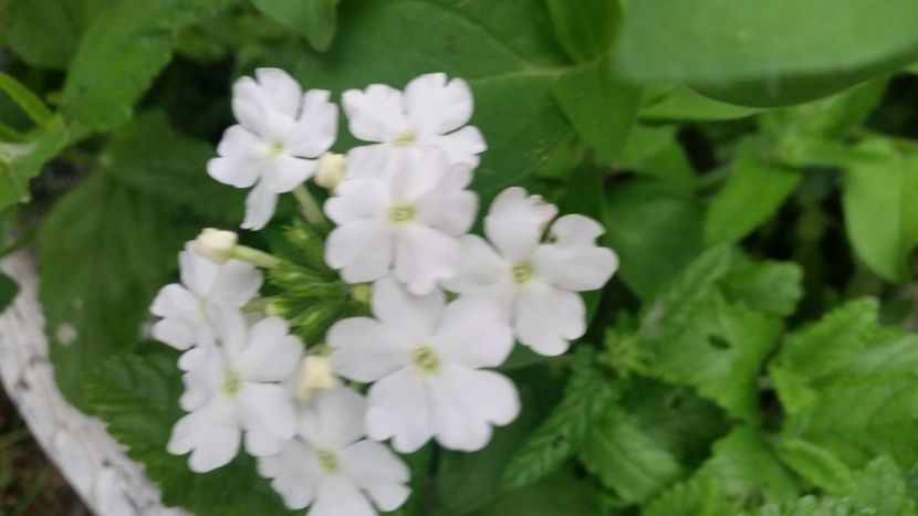 2021-07-22 07.59.59 - Flori si copii blanosi