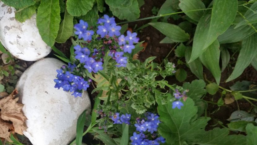 2021-07-22 08.01.10 - Flori si copii blanosi