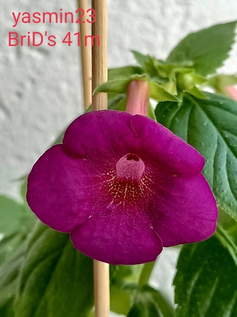 25.07.2021 - BriDs 41m