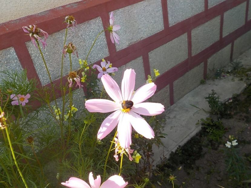 - Flori si insecte