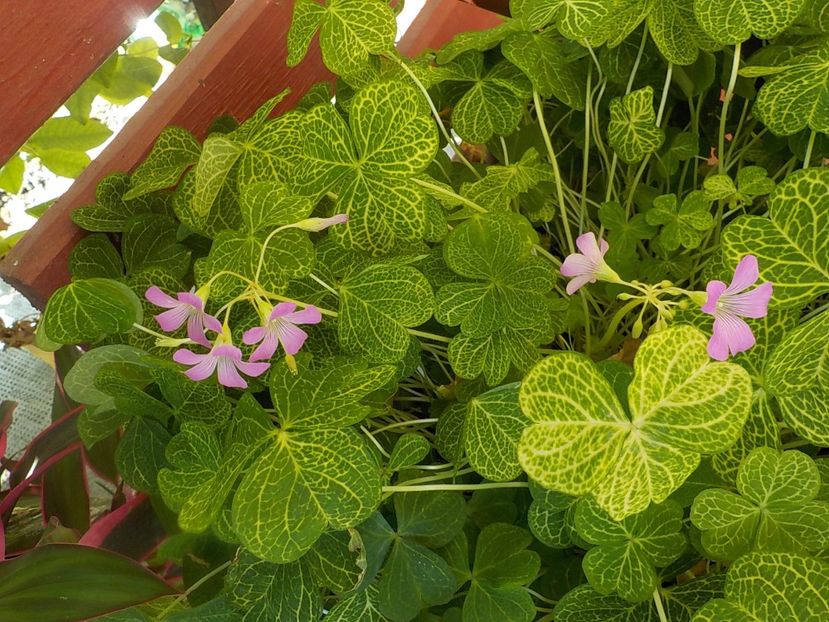  - oxalis