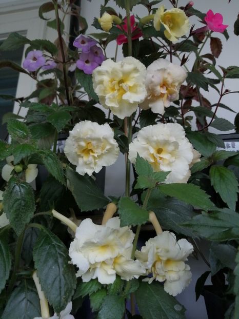 - Yellow English Rose