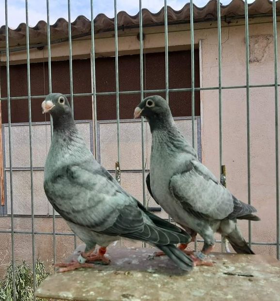  - NU IMI APARTIN ALBUM NR 2