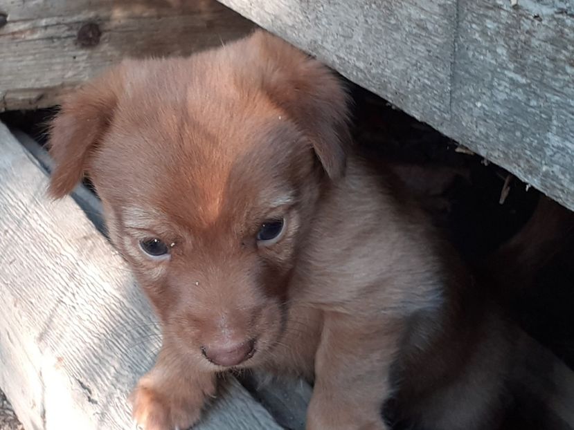 Santem 3 baieti si o fetita - Caini de sobolani-dihori-paza