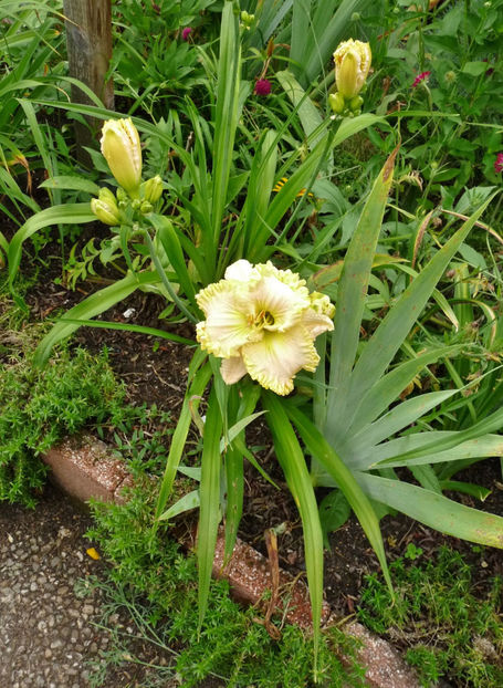  - Hemerocallis