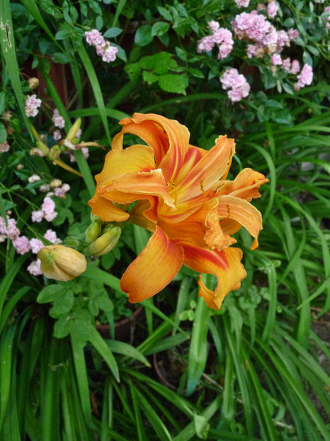  - Hemerocallis