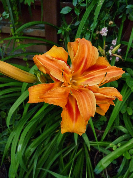  - Hemerocallis