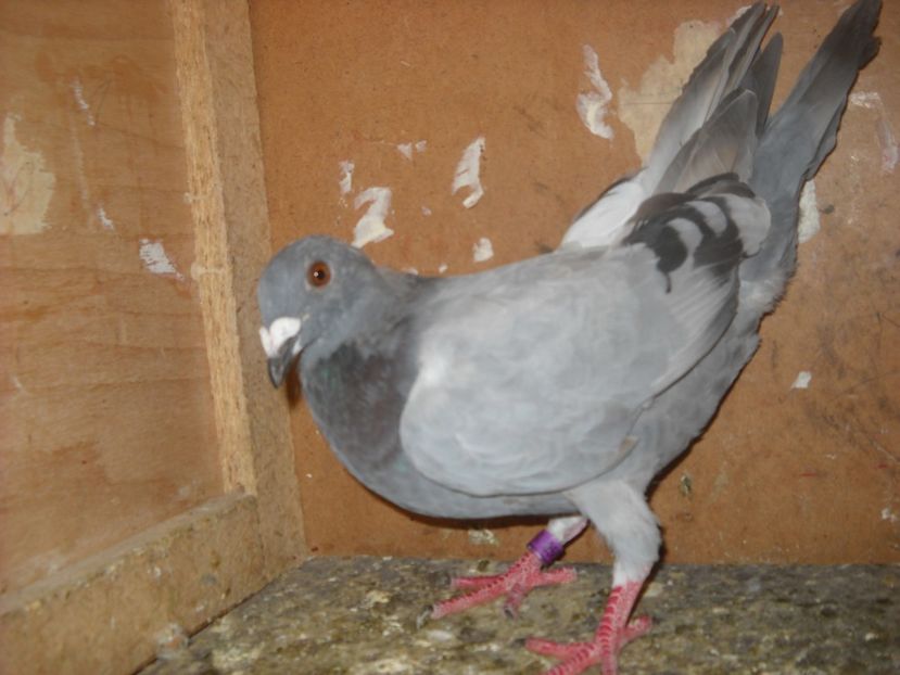  - UNDEVA IN SUCEAVA arhiva