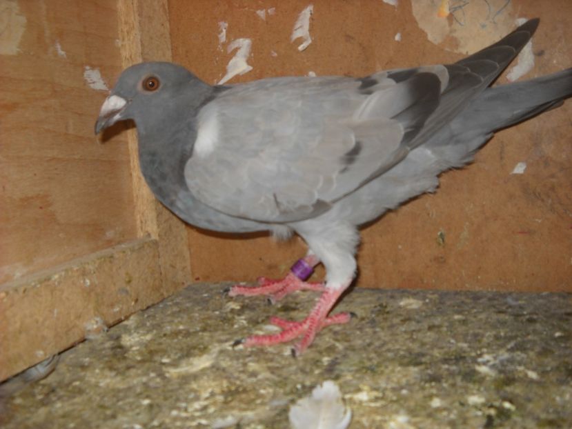  - UNDEVA IN SUCEAVA arhiva