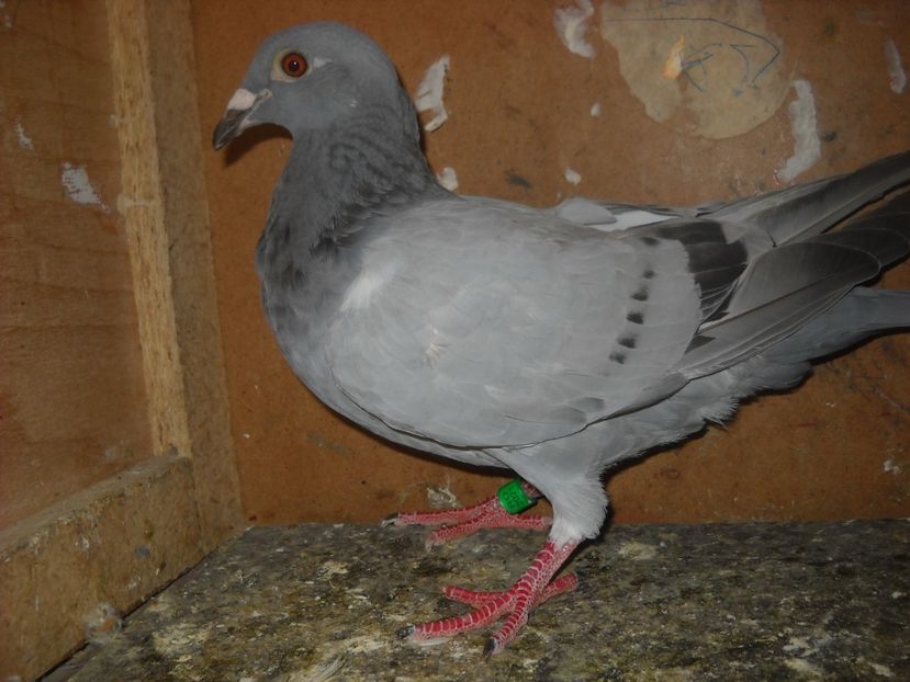  - UNDEVA IN SUCEAVA arhiva