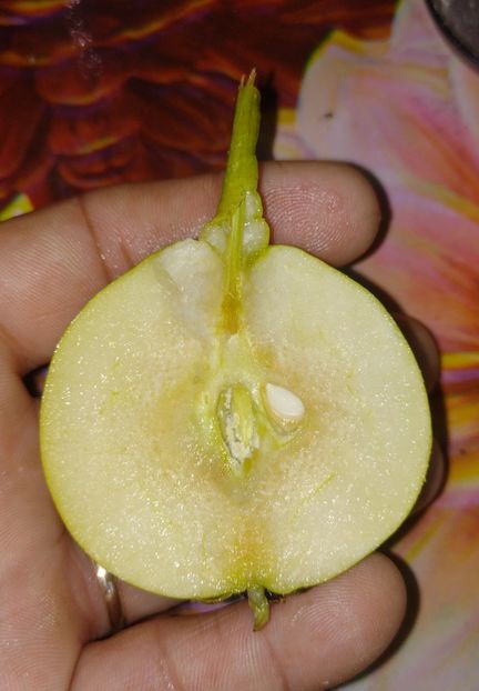 2021 secțiune - Arabitka