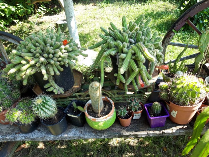  - cactusi