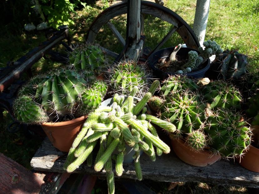  - cactusi