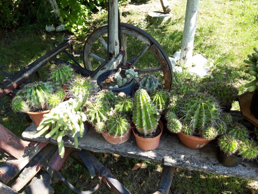  - cactusi