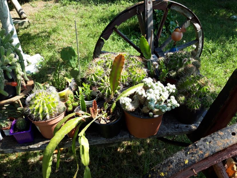 - cactusi