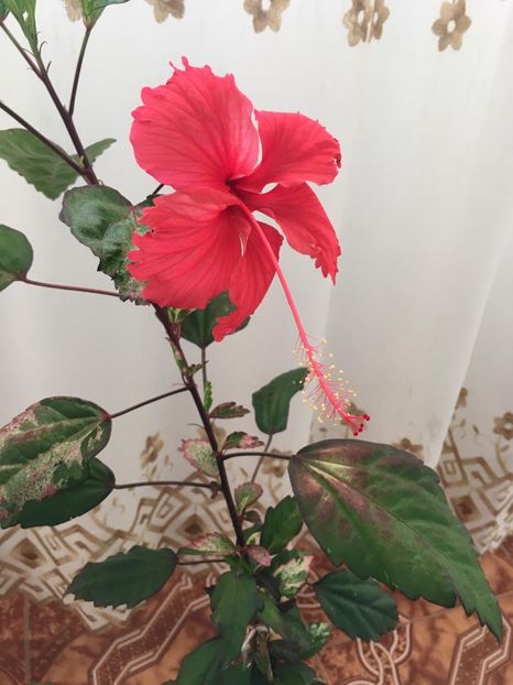 IMG-20210724-WA0000 - Hibiscusi 2021