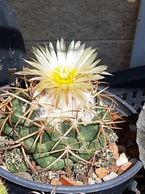 Coryphanta sulcolanata-harnicuta - Cactusi si suculente 2020-2021-2022-2023- 2024