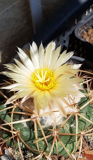 Coryphanta sulcolanata-harnicuta - Cactusi si suculente 2020-2021-2022-2023- 2024