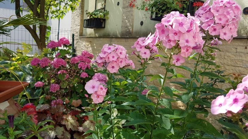 Phlox - Iulie 2021
