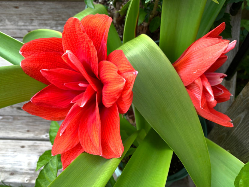  - Jurnalul gradinii 2021