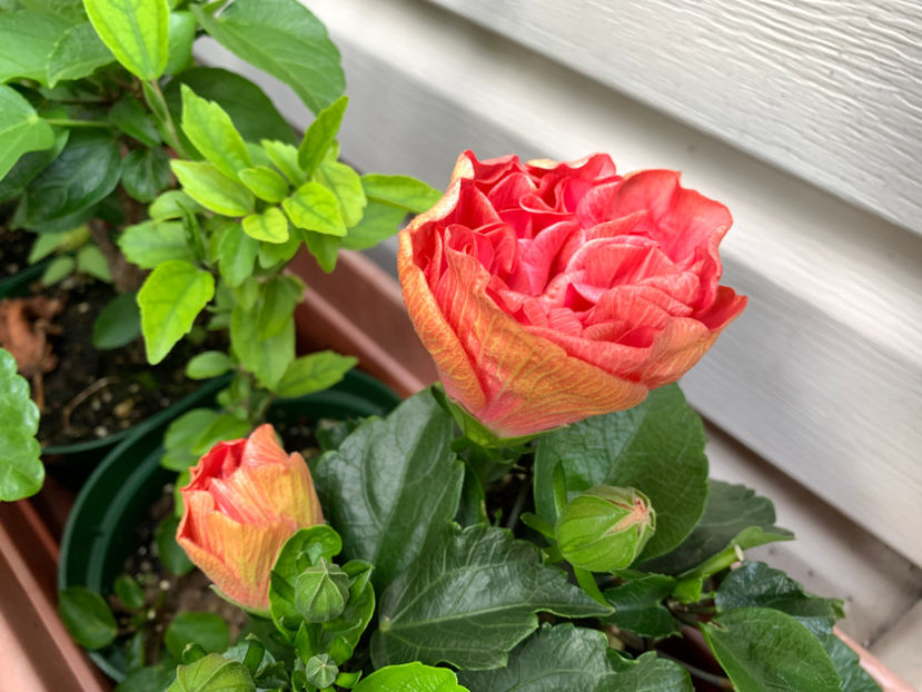  - Jurnalul gradinii 2021