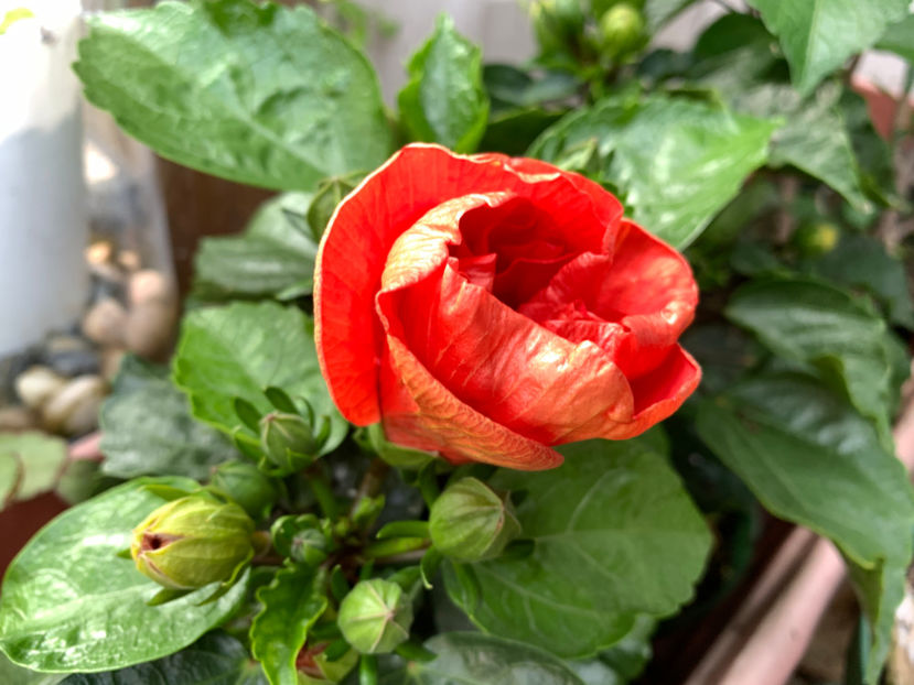  - Jurnalul gradinii 2021